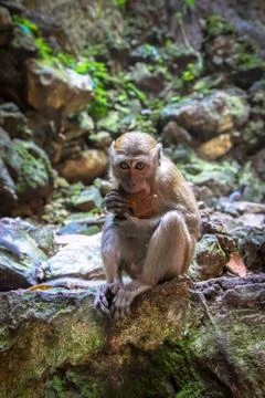 Monkey Eating Coconut front view Stock Photos
