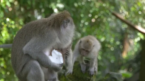 Monkey is eating the coconut in the jungle of Bali. Stock Footage 104286284