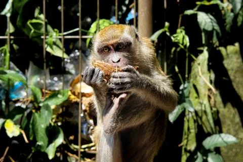 Monkey eating a coconut Stock Photos