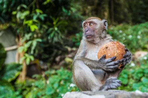 Monkey eating a coconut Stock Photos