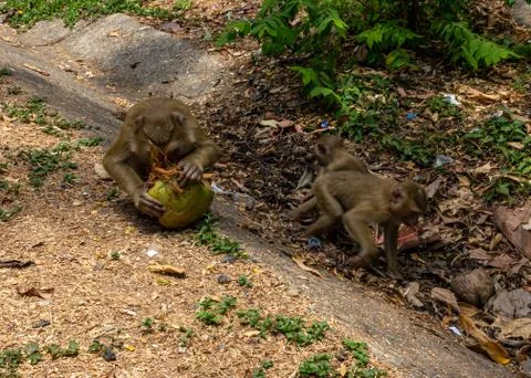 Monkey eating coconut Stock Photos