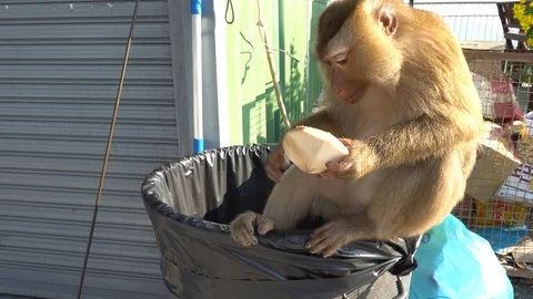 Monkey eating coconut. Sitting on a garbage can. The big monkey is busy eating. Video stock 106768284