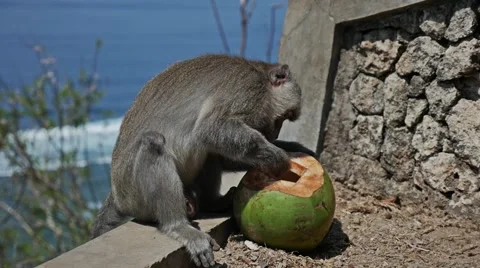 Monkey Eating Coconut slow motion Stock Footage 58250107