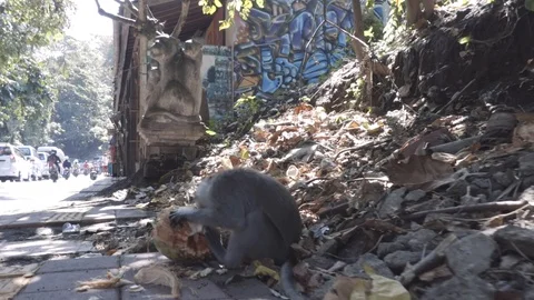 Monkey is eating coconut on the street camera footage Stock Footage 108461452