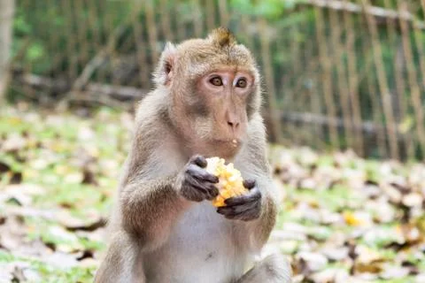 Monkey eating corn. The concept of animals in the zoo. Pattaya Zoo, Thailand Stock Photos