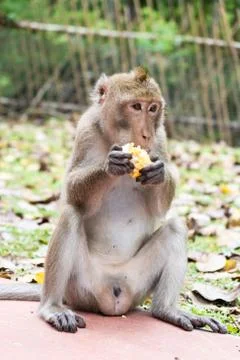 Monkey eating corn. The concept of animals in the zoo. Pattaya Zoo, Thailand Foto stock