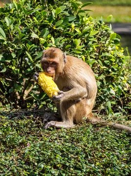 Monkey eating a corn on the grass floor in front of the tree Stock Photos