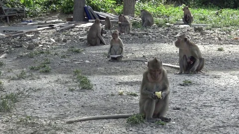 Monkey eating corn on ground near forest. Stock Footage 76488207
