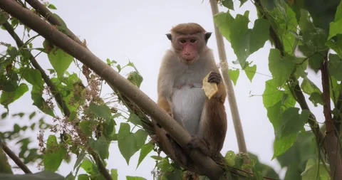 Monkey Eating Cracker While Sitting in Tree Stock Footage 285487855