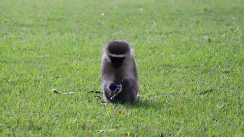 Monkey Eating From Discarded Rubbish Stock Footage 156625285