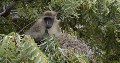 Monkey eating eggs from a bird nest Stock Footage 118234487
