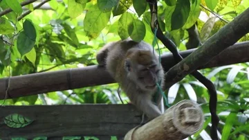 Monkey Eating from feeder Stock Footage 85568053