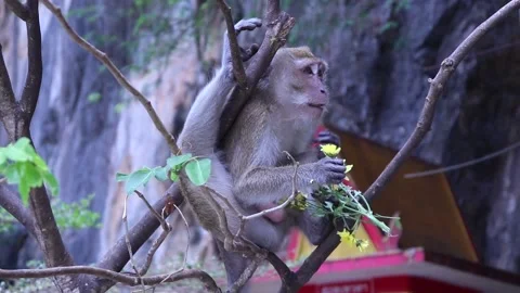 Monkey eating flowers in a tree. Stock Footage 171401468