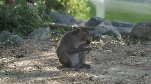 Monkey Eating Food Stock Footage 60696044
