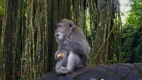 Monkey eating food in forest Stock Footage 108609520