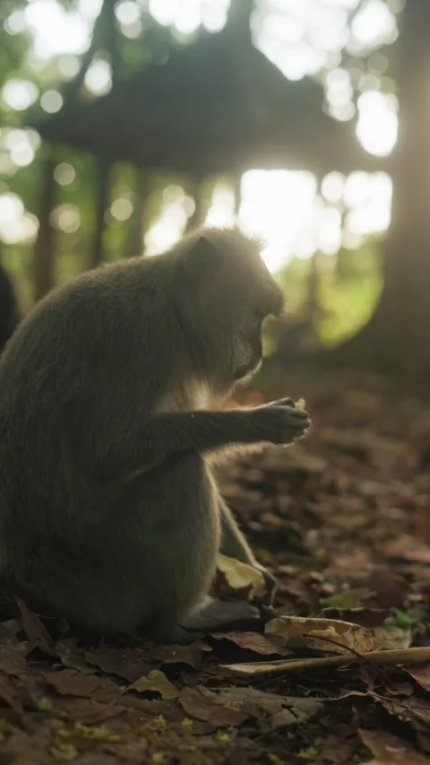 Monkey eating food in forest at sunset light Stock Footage 340847326