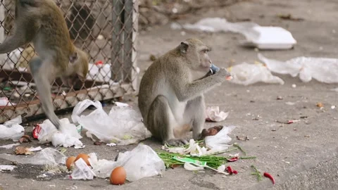 Monkey eating food from garbage pile near metal fence amid street litter and 스톡 동영상 313316040