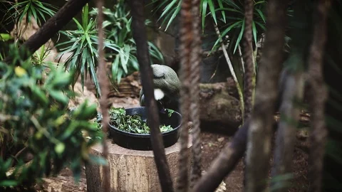 Monkey Eating Food in the Rain Forest Stock Footage 105624127