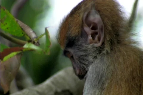 Monkey eating Video stock 86446