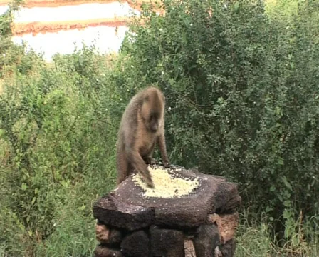 Monkey is eating Video stock 559275