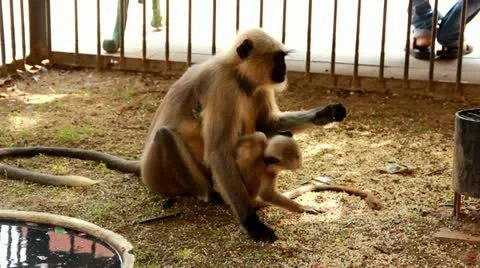 Monkey Eating Stock Footage 21442406