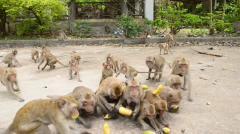 Monkey eating Stock Footage 29375780