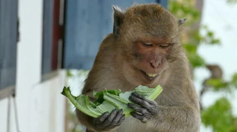 Monkey Eating Video stock 49287877
