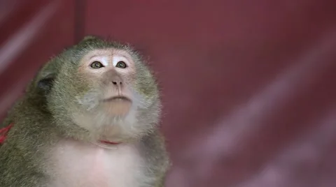 Monkey Eating. Stock Footage 49773491