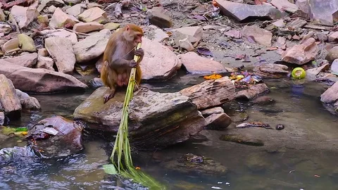 Monkey eating Video stock 71536558