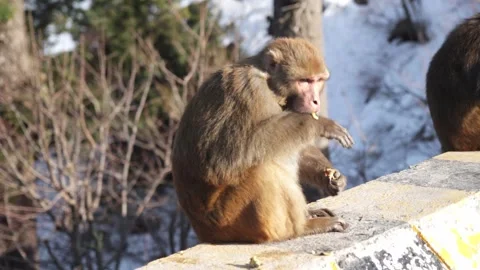 A monkey eating Stock Footage 146741649