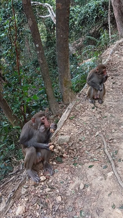 Monkey eating Stock Footage 260162086