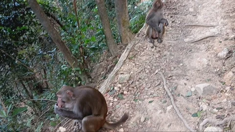 Monkey eating Stock Footage 260162087