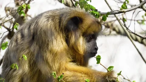 A monkey eating Stock Footage 269706267