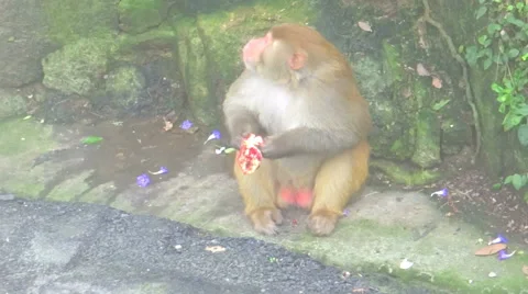 Monkey eating forest fruit Stock Footage 42775971