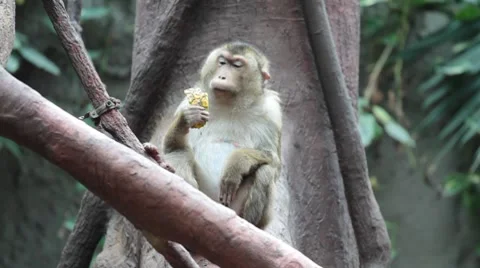 Monkey eating fruit Video stock 7744729