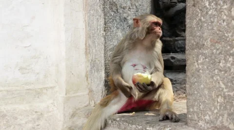 Monkey eating fruit Video stock 56860317