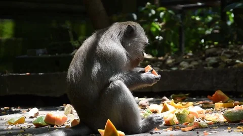 Monkey eating fruit Video stock 81691021