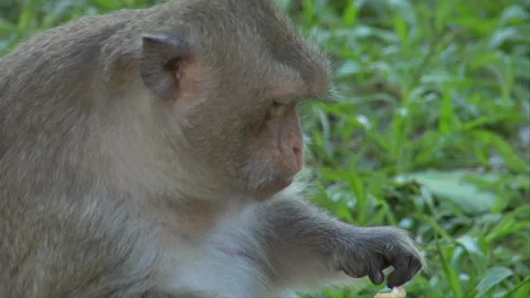 Monkey eating a fruit Stock Footage 241352557