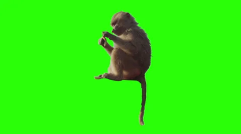 Monkey eating fruit in front of green screen. Stock Footage 32624625