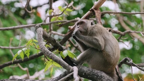 Monkey eating fruit in green leafy branches of tree Vídeos de archivo 312917002