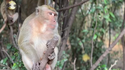 Monkey Eating Fruit in Krabi Thailand Jungle Stock Footage 346448320