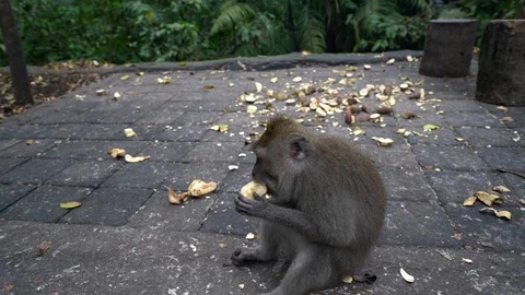 Monkey eating a fruit. Monkey forest, Bali. 库存影片 90978795