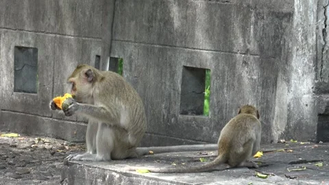 Monkey eating fruit outdoor daytime. Stock Footage 315408319