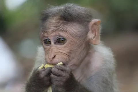 Monkey eating fruit Stock Photos