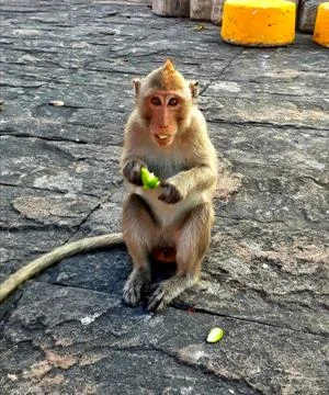 Monkey eating fruit Stock Photos