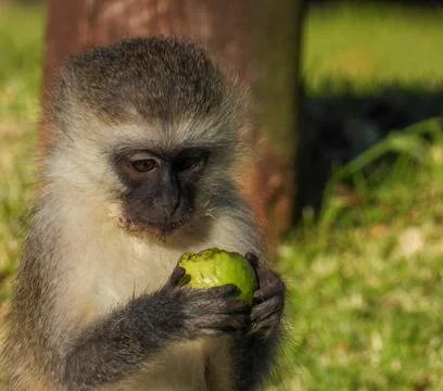 Monkey eating fruit Stock Photos