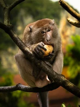 Monkey eating fruit Stock Photos