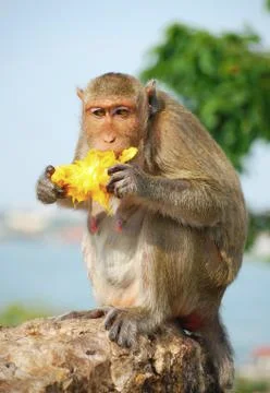 Monkey eating fruit on the rock Stock Photos