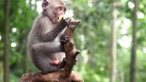 Monkey eating a fruit sitting on a branch Vídeos de archivo 72184610