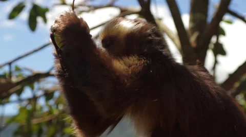Monkey eating fruit on tree branch Stock-Footage 51823893